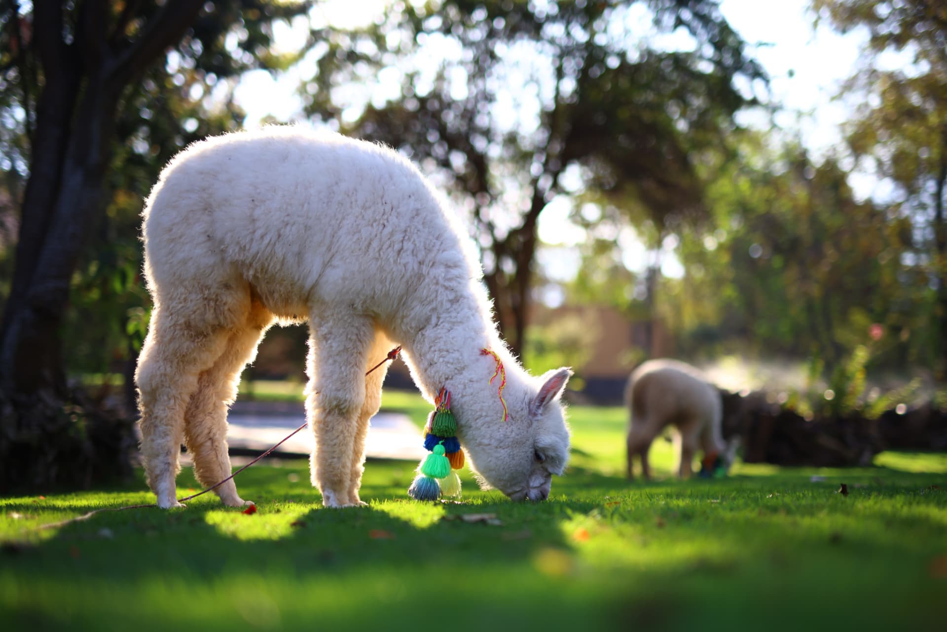 Peru: Alpaca Experience